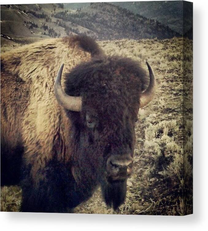 Yellowstone Canvas Print featuring the photograph American Bison - YNP by Denette Jacobson