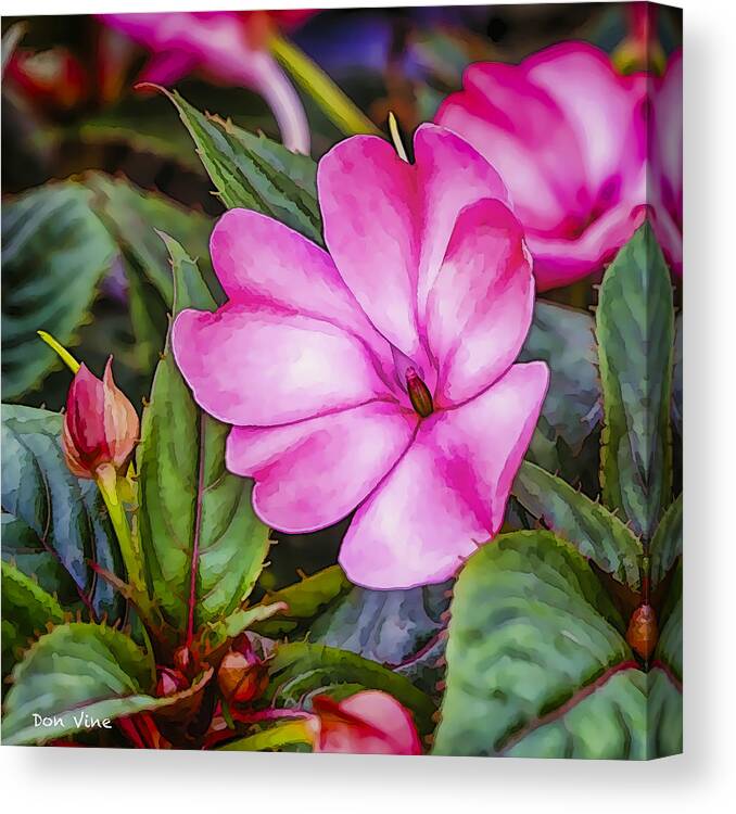 Abstract Canvas Print featuring the photograph Impatiens Pink by Don Vine