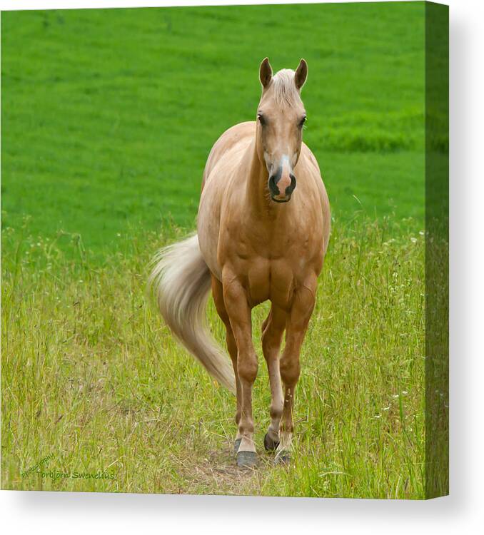 Pale Brown Horse Canvas Print featuring the photograph In the Meadow by Torbjorn Swenelius