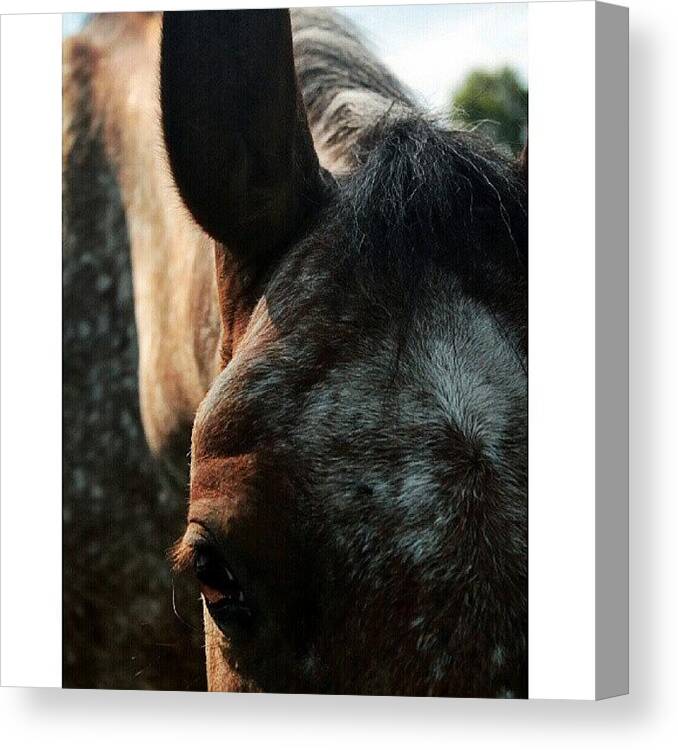Petstagram Canvas Print featuring the photograph in The Steady Gaze Of The Horse by Sarah Watson