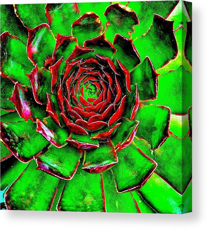 Cactus Canvas Print featuring the photograph Infinity by Jeremy Hall