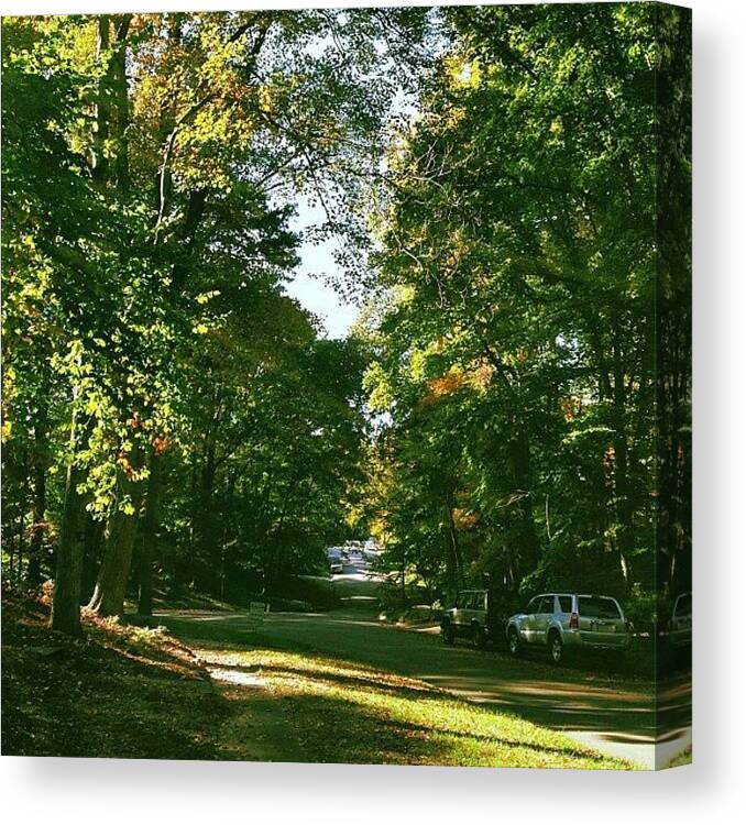 Tree Canvas Print featuring the photograph Instagram Photo by Steven Black