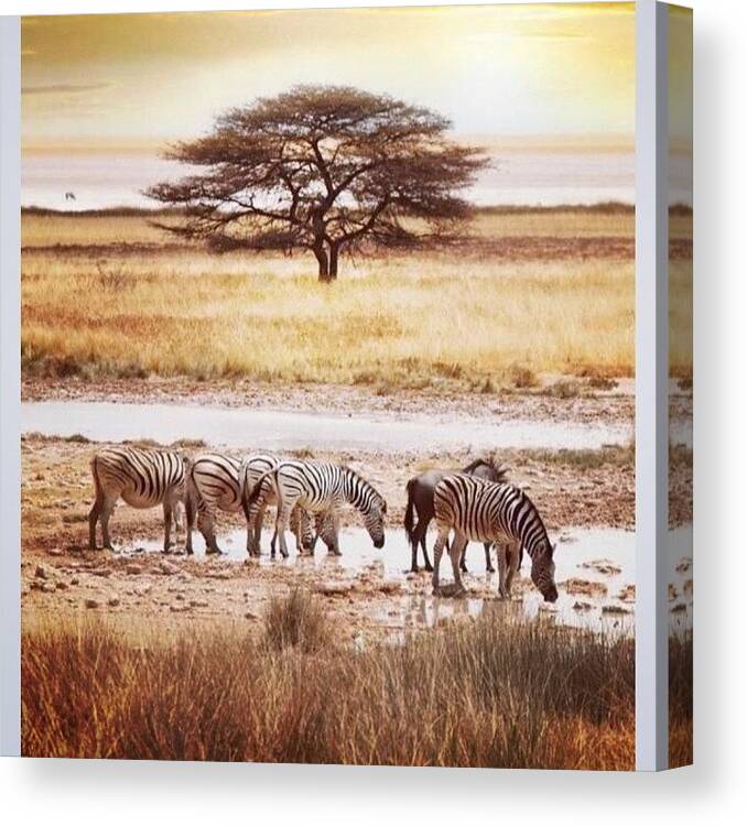 February Canvas Print featuring the photograph International Zebra Day #zebra by Caitlin Beagle