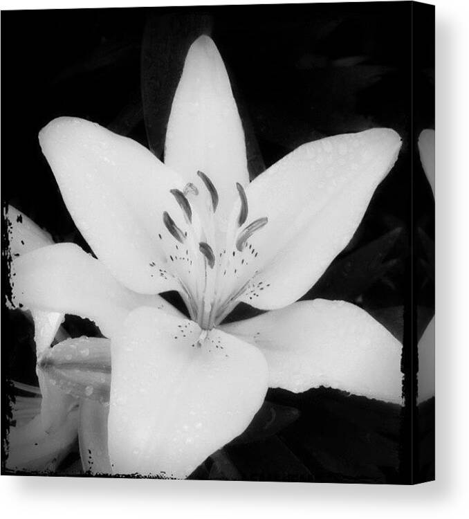 Flower Canvas Print featuring the photograph Intimate Flower by Stefanie Roberts