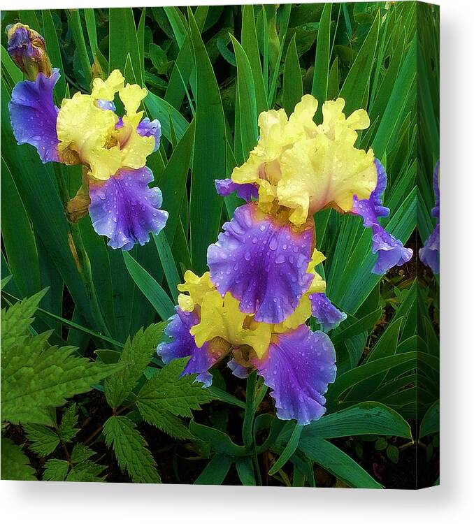 Flowers Canvas Print featuring the photograph Iris after the Rain by Liz Evensen