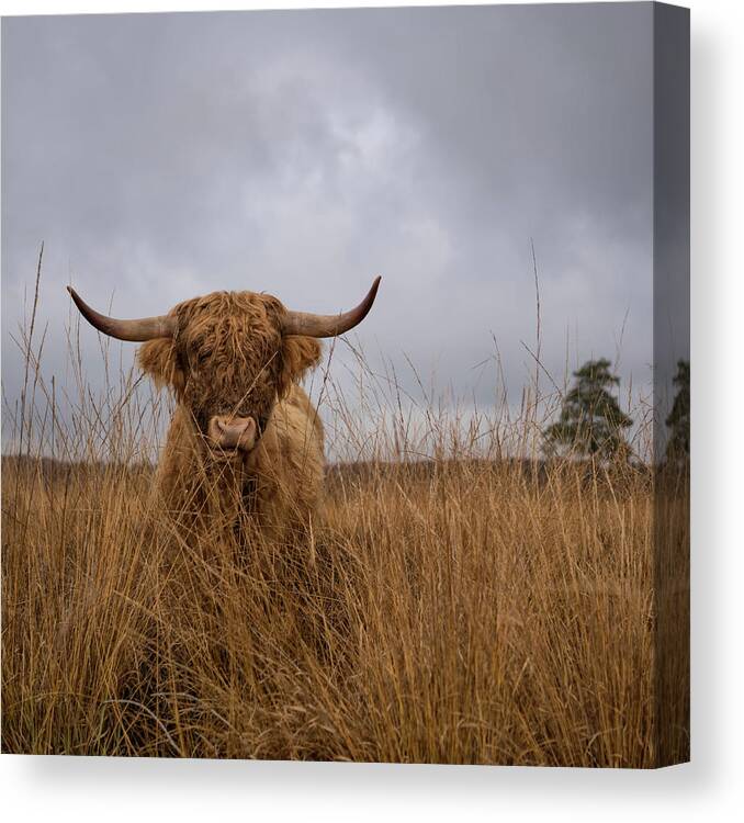 Cow Canvas Print featuring the photograph It Wasn't Me by Gert Van Den