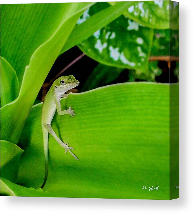 Lizard Canvas Print featuring the photograph It's Easy Being Green Squared by TK Goforth