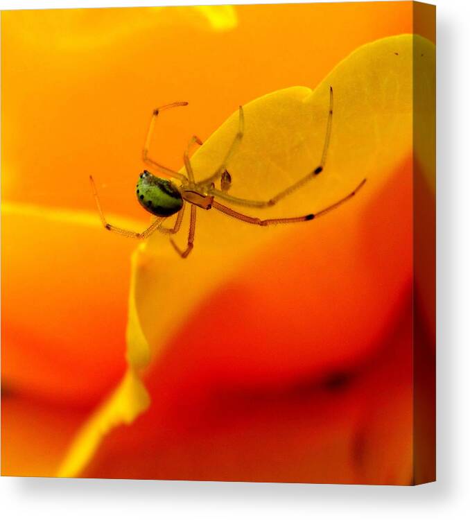 Spider Canvas Print featuring the photograph Itsy Bitsy Spider 2 by Nick Kloepping