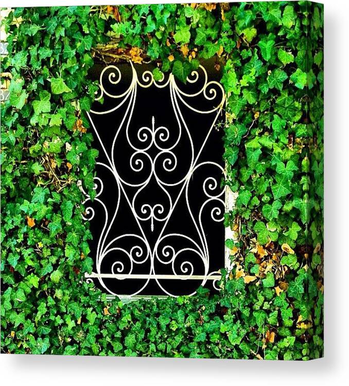 Enjoythedetail Canvas Print featuring the photograph Ivy Frame by Julie Gebhardt