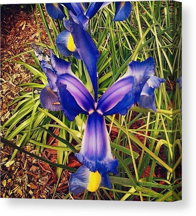 Blue Canvas Print featuring the photograph #japanese #irises #flowernerd by M R M