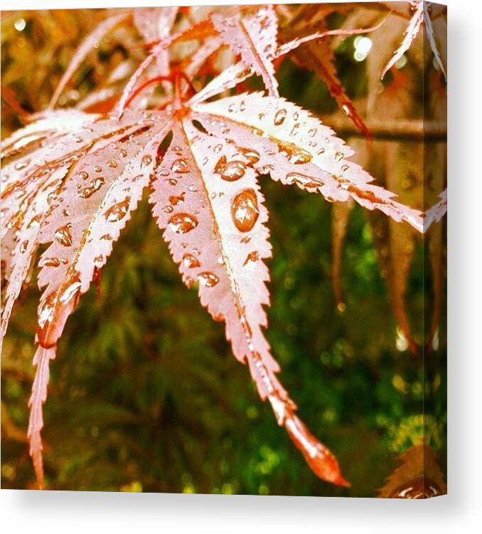 Leaf Canvas Print featuring the photograph Japanese Maple Leaves by Marianna Mills