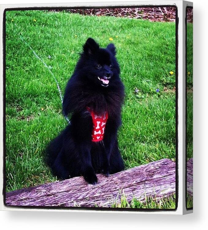  Canvas Print featuring the photograph Jazzy Booboo! In His Red Vest by Donna Peklinsky