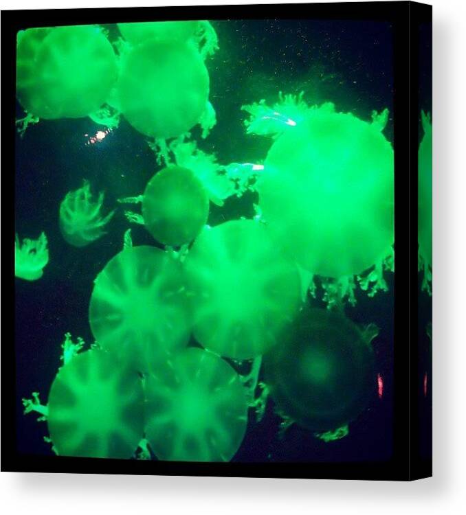 Marine Life Canvas Print featuring the photograph Jolly Green Jellyfish by Oscar Del Mundo