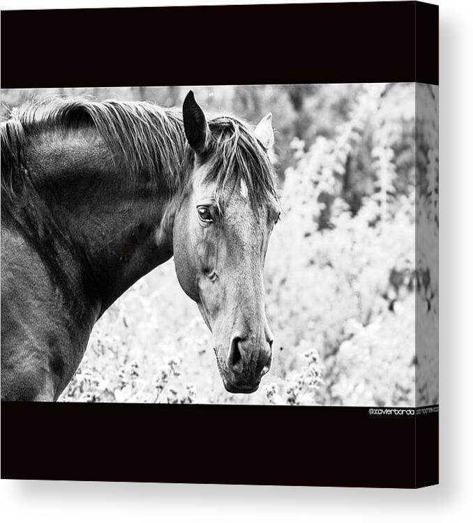 Picstitch Canvas Print featuring the photograph Jolly, I'm A Poor Lonesome Cowboy by Xavier Borda