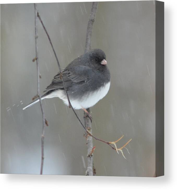 Junco Canvas Print featuring the photograph Junco in the Snow by Richard Bryce and Family