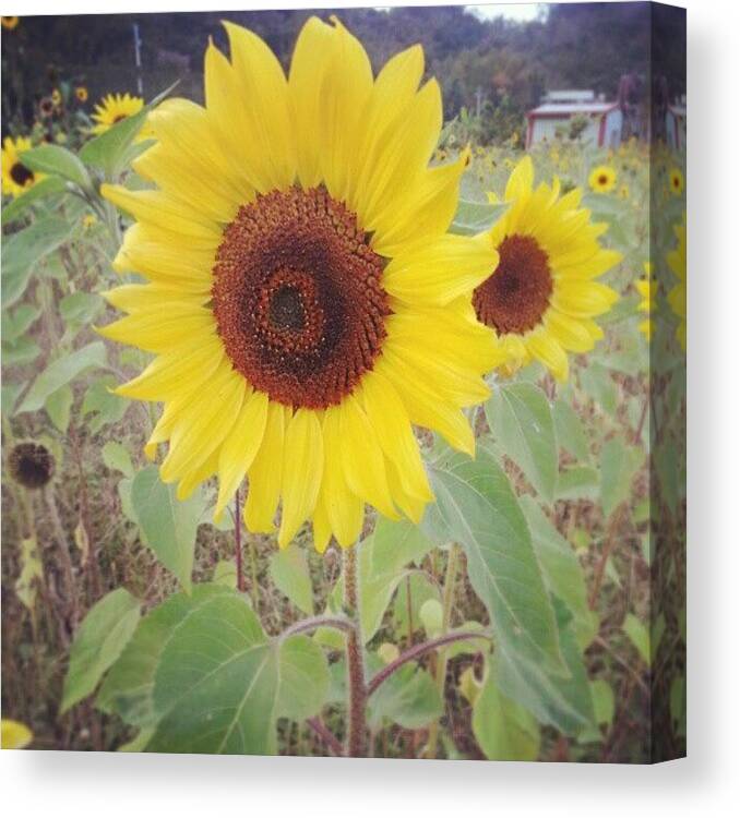 Jiji Canvas Print featuring the photograph Just Like Sunflower, Always Head by Janicew Shum
