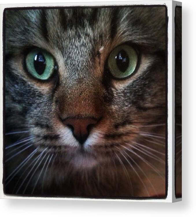 Cats Canvas Print featuring the photograph Kim by Tony Leone