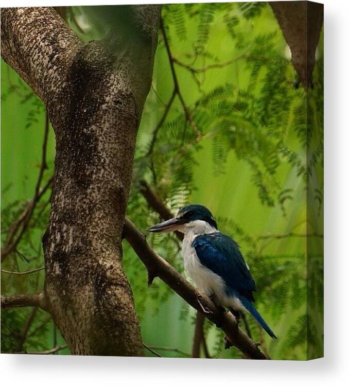 Birding Canvas Print featuring the photograph #kingfisher #birdlover #birdofthailand by Patta Vangtal