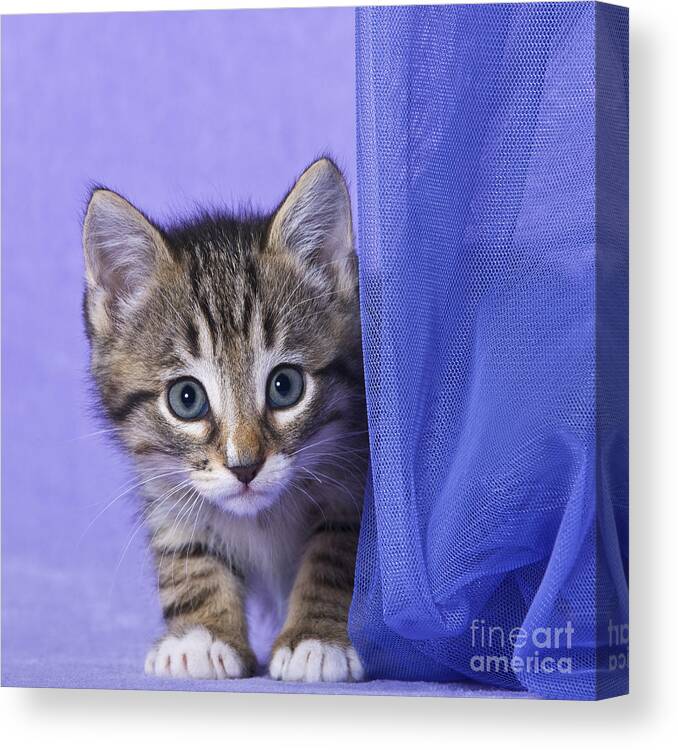 Cat Canvas Print featuring the photograph Kitten with a Curtain by Jean-Louis Klein and Marie-Luce Hubert