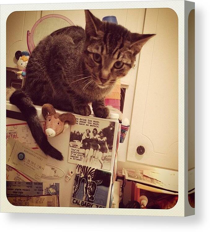 Magnets Canvas Print featuring the photograph #kitty Is #creeping Me While I Cook by Katrina A