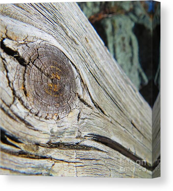 Wood Canvas Print featuring the photograph Knot by Rrrose Pix