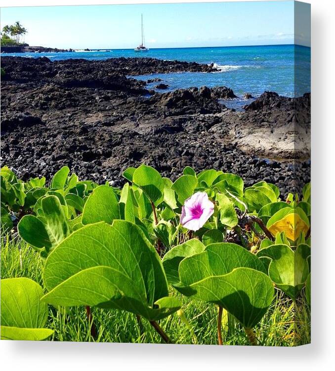 Big Island Canvas Print featuring the photograph Lone Flower in Lava by Eugene Evon