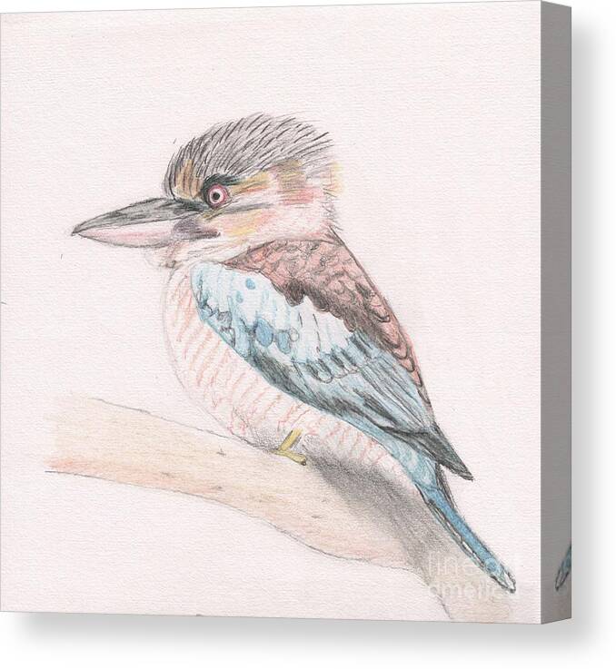 Australia Canvas Print featuring the drawing Australian Cute Looking Bird the Kookaburra by Barefoot Bodeez Art