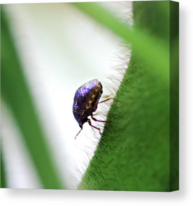 Kudzu Bug Canvas Print featuring the photograph Kudzu Bug by Richard Evans/us Department Of Agriculture
