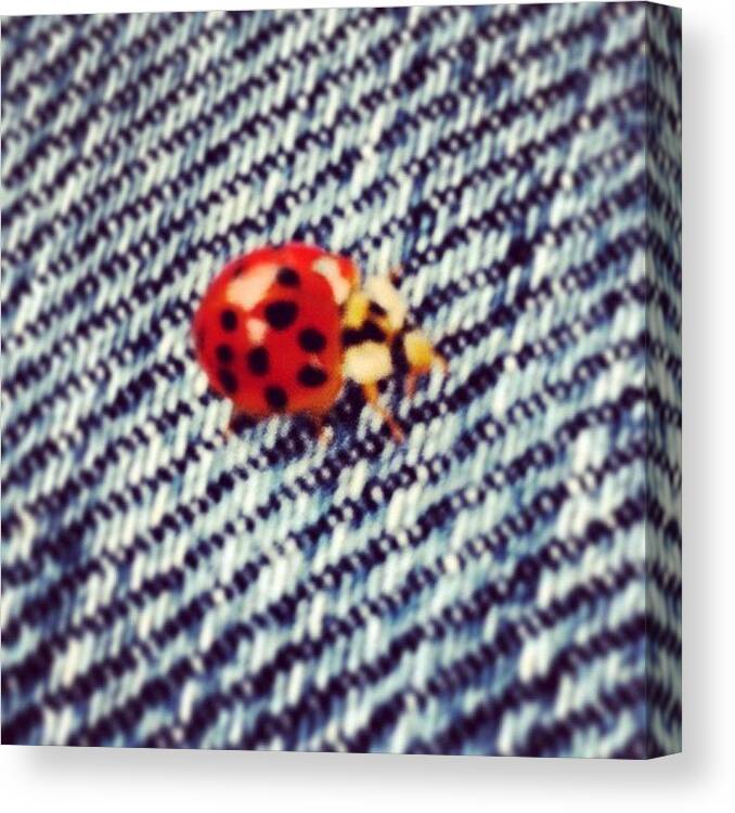  Canvas Print featuring the photograph Lady Bug On My Leg 👌💕 God Put by Deanna Foster