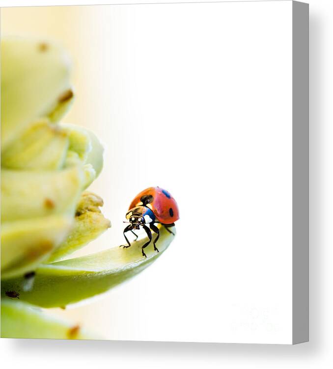 Ladybird Canvas Print featuring the photograph Ladybird on desert flower by Jane Rix