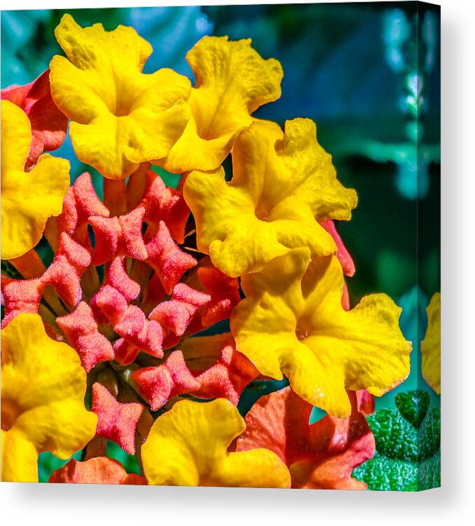 Flower Canvas Print featuring the photograph Lantana camara by Traveler's Pics