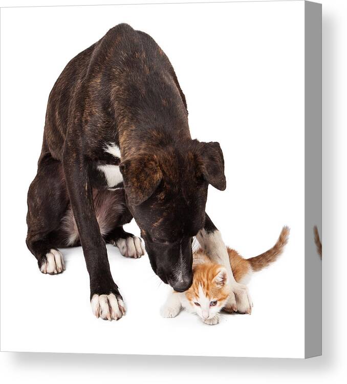 Dog And Cat Canvas Print featuring the photograph Large dog playing with kitten by Good Focused
