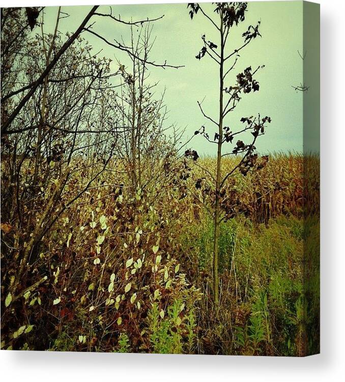 Colours Canvas Print featuring the photograph Late October. #autumn #fall #nature by Marc Plouffe