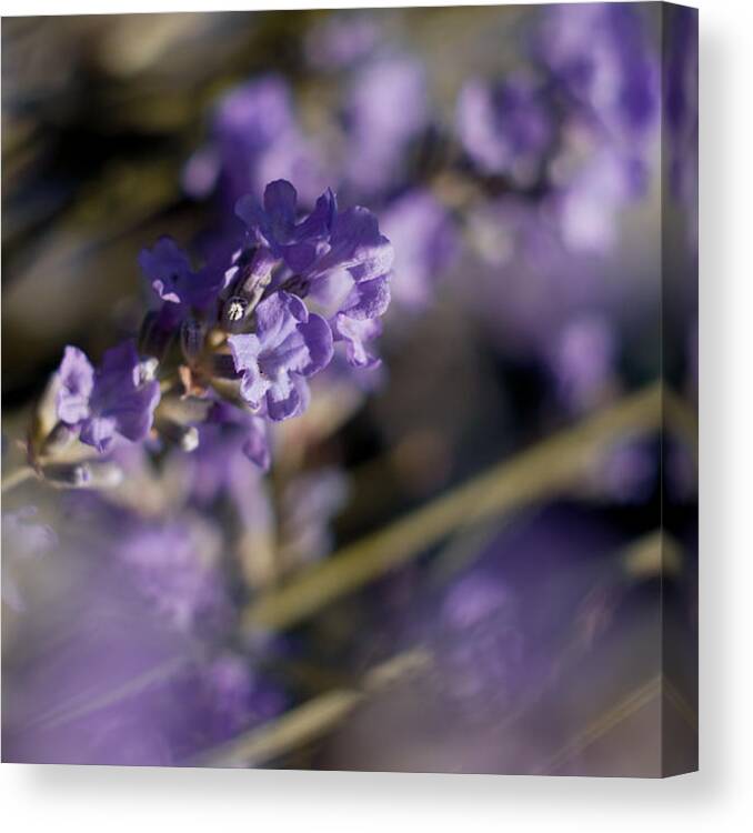 Fresh Canvas Print featuring the photograph Lavender Flower by Anna Aybetova