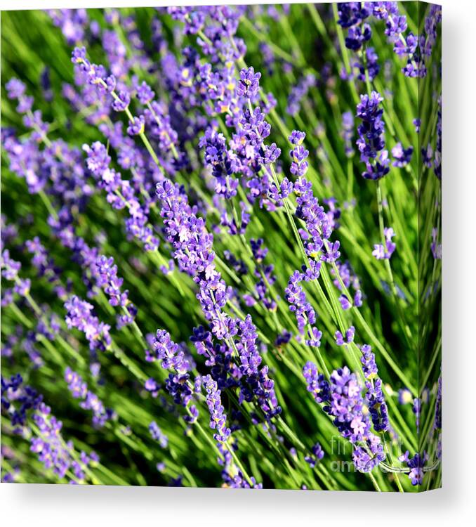 Lavender Canvas Print featuring the photograph Lavender Square by Carol Groenen
