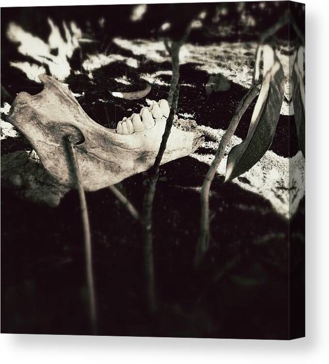  Canvas Print featuring the photograph Leaf by Beda MoBe