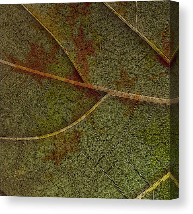 Botanical Abstract Canvas Print featuring the photograph Leaf Design I by Ben and Raisa Gertsberg
