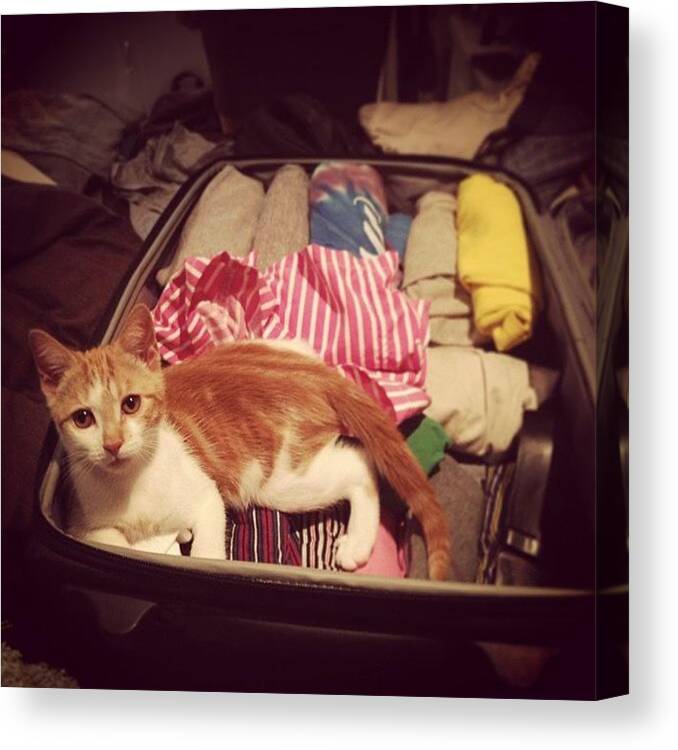 Holiday Canvas Print featuring the photograph Lee Don't Want Me To Go #zante #cat by Harry Nolan