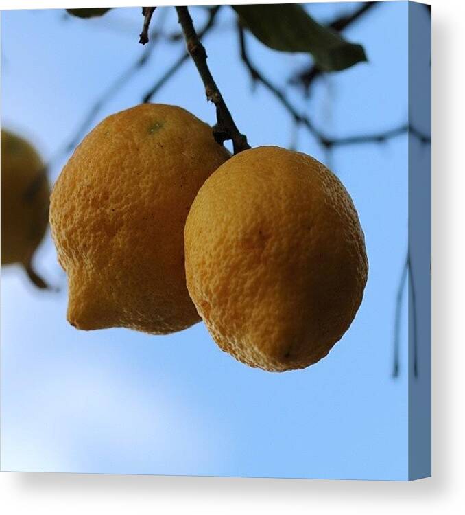 Juice Canvas Print featuring the photograph #lemon #tree #sicily #italy #holyday by Salvatore Pappalardo