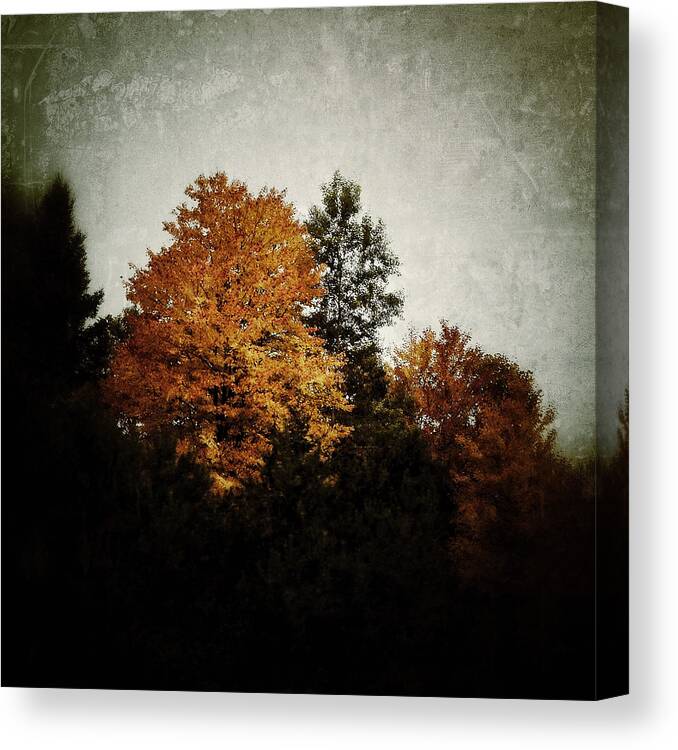 Trees Canvas Print featuring the photograph Light and Shadow by Natasha Marco