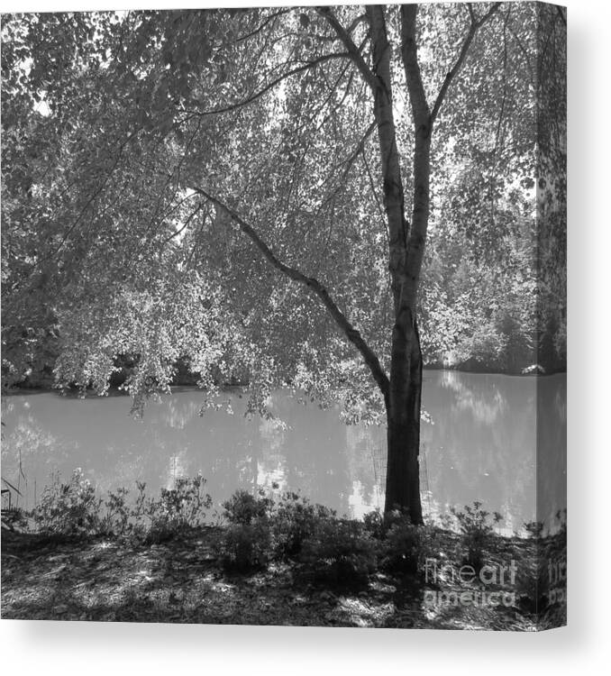 Nature Canvas Print featuring the photograph Light Tree by Anita Adams