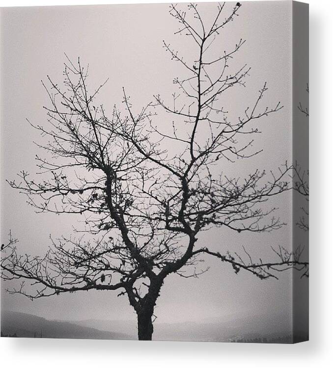 Skylines Canvas Print featuring the photograph Lightness tree by Jose Barbosa