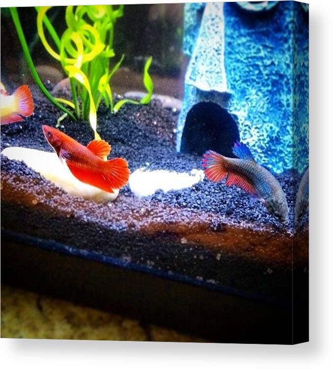 Betta Canvas Print featuring the photograph Lil Red Meets Her Three New Sisters by Jennifer Gaida