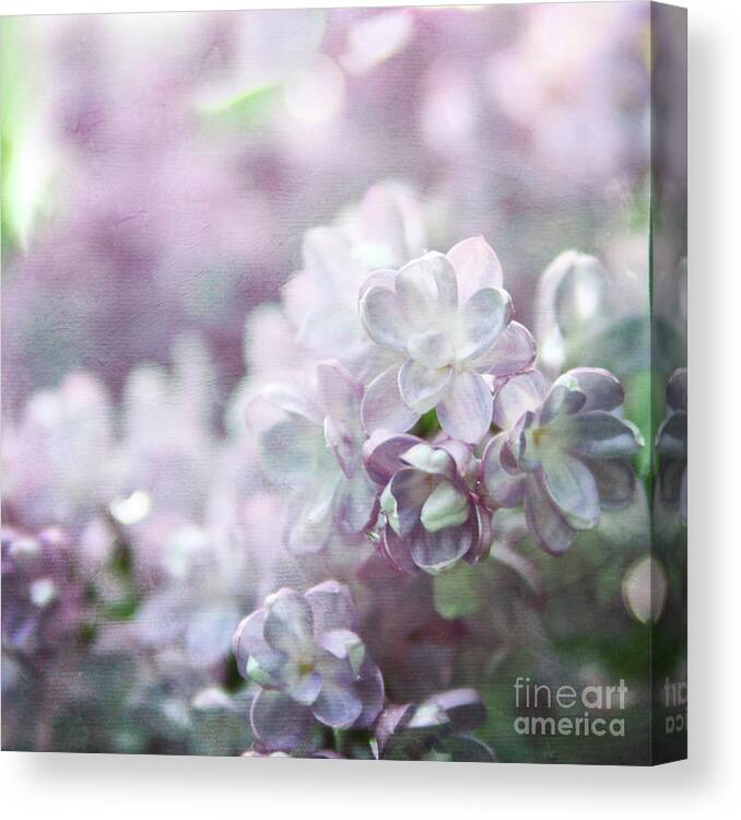 Lilacs Canvas Print featuring the photograph Lilacs by Sylvia Cook