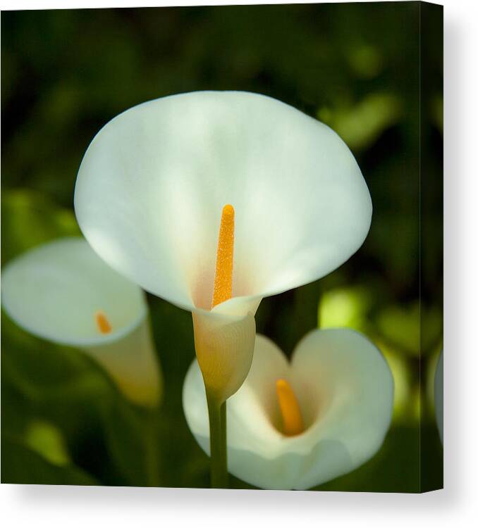 Peaceful Pure White Lilly Flower Canvas Print featuring the photograph Lilly in The Garden Photograph by Jerry Cowart