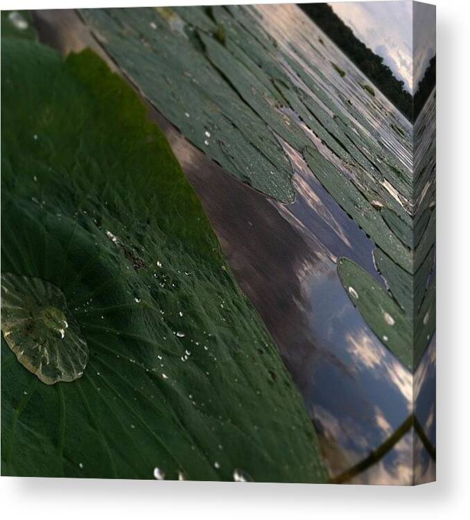  Canvas Print featuring the photograph Lily Pads For Days by Caitlyn Stykowski