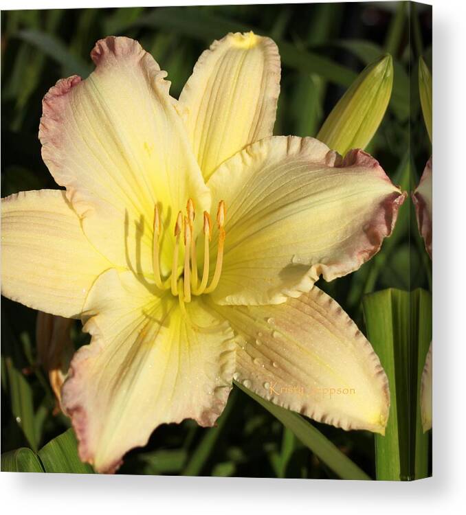 Lily Canvas Print featuring the photograph Lily Square by Kristy Jeppson
