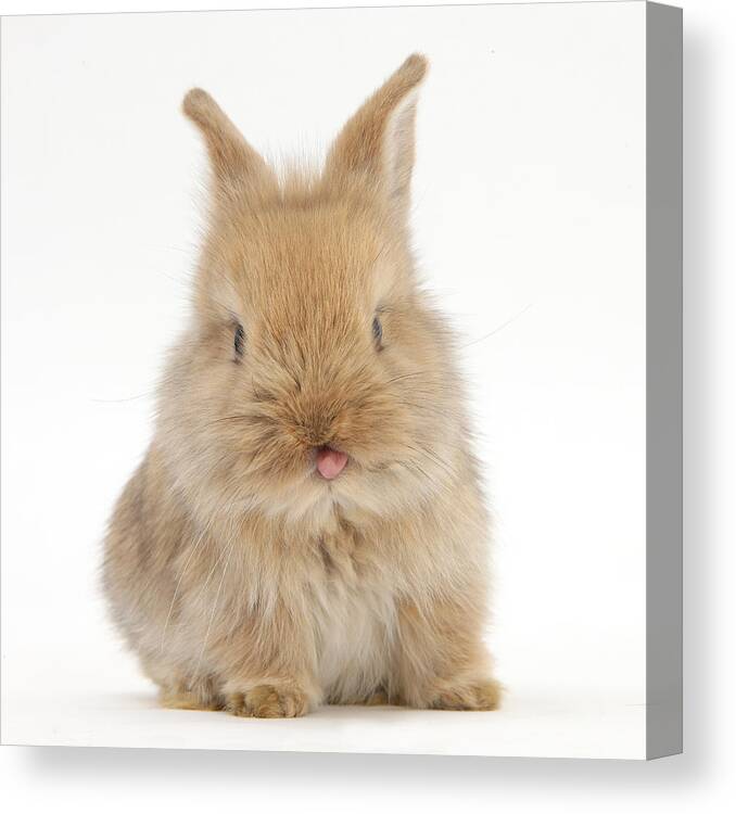 Lionhead-cross Rabbit Canvas Print featuring the photograph Lionhead-cross Rabbit by Mark Taylor