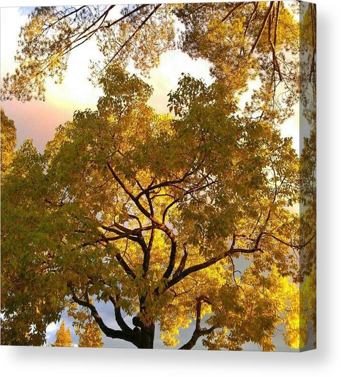 Htc Canvas Print featuring the photograph Lit Within by CML Brown
