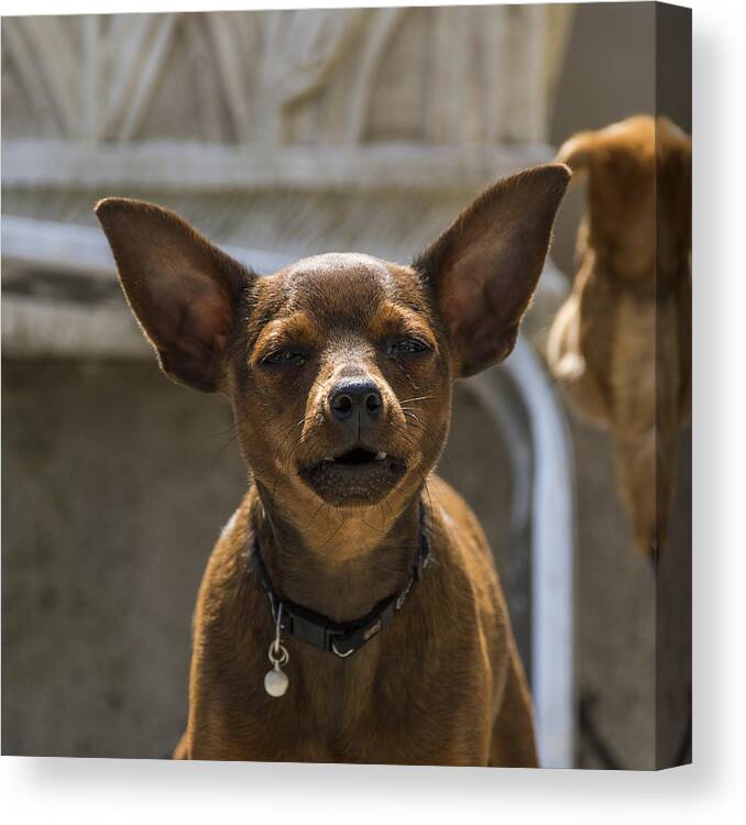 Animal Canvas Print featuring the photograph Little dog by Paulo Goncalves